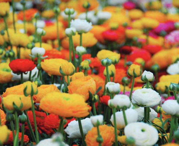 Mixed Ranunculus, a great choice for a flower bulb fundraiser. 