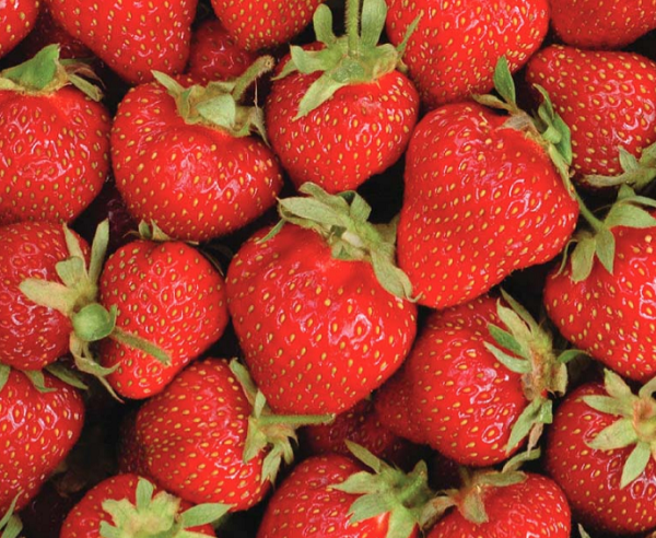 Everbearing Strawberries | 10 Plants