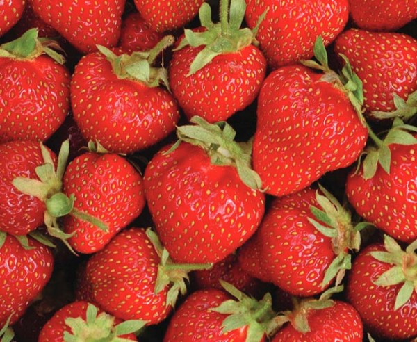 Everbearing Strawberries, a great alternative to flowers for a flower bulb fundraiser.