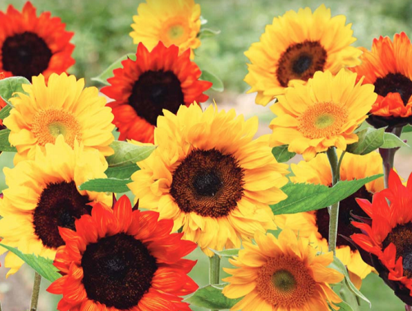 The Sunflower Flower Mat, a classic option for a flower bulb fundraiser. 