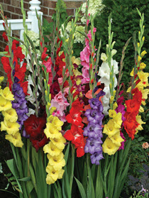 Mixed Gladiolus, a colorful blend of flowers you can purchase with our flower bulb fundraiser.