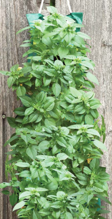 Organic Large Leaf Basil Hanging | Seed Kit