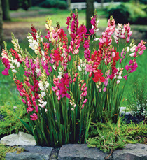 Mixed Ixia | 20 Bulbs