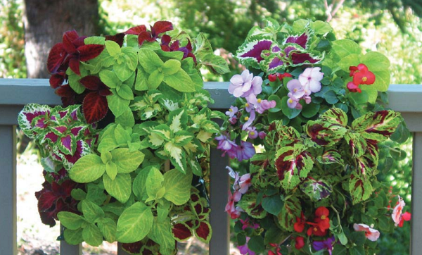 Two Shade-loving Saddlebag (Mixed Coleus & Shady Annual) | 2 Seed Kits