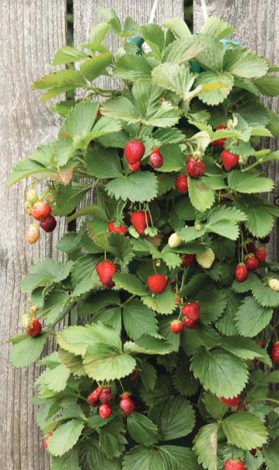 Strawberry Hanging | 1 Kit (10 Plants)