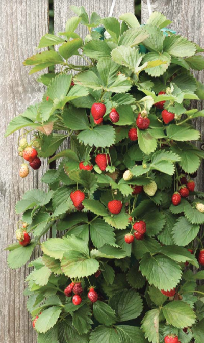 The Strawberry Hanging Kit, a great alternative to flowers for a flower bulb fundraiser. 