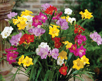 Mixed Freesia | 15 Bulbs