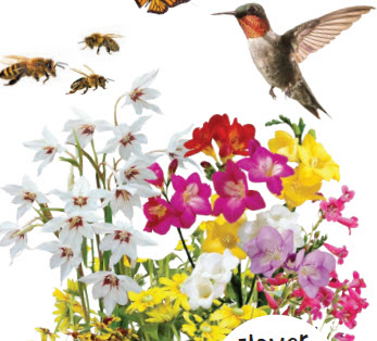 Birds, Bees & Butterfly Collection - 31 Bulbs, 1 Flower Mat, 1 Seed Packet