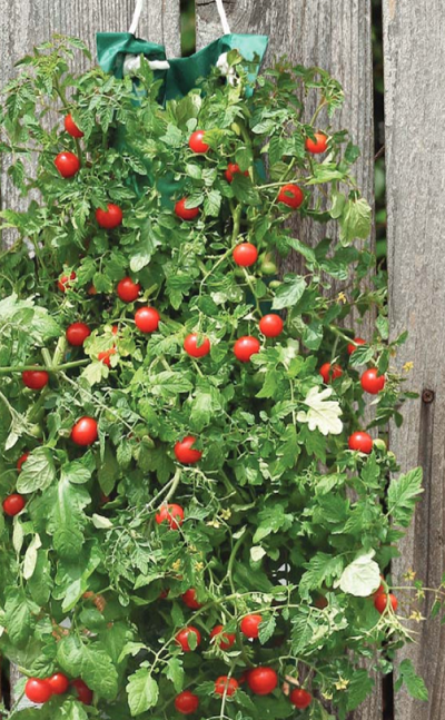 The Cherry Tomato Hanging Seed Kit, a great alternative to flowers for a flower bulb fundraiser. 