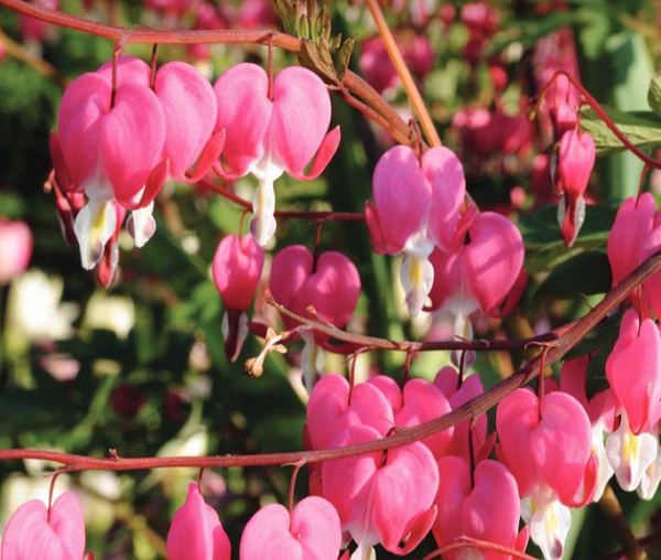 Bleeding Hearts, rose-colored, heart-shaped blooms sold during a flower bulb fundraiser.