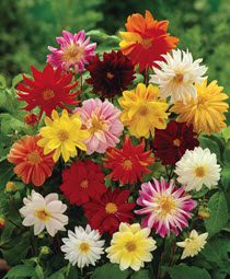 The Dahlia Flower Mat, a great choice for a flower bulb fundraiser.