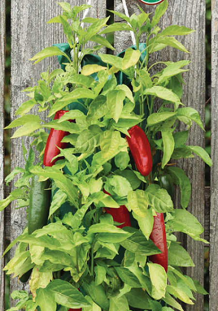 Organic Jalapeño Pepper Hanging | Seed Kit