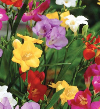 The Colorfest Collection, a selection of flowers perfect for a flower bulb fundraiser.