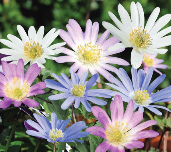 Mixed Anemone Blanda | 15 Bulbs